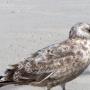 Oiseaux de rivage
